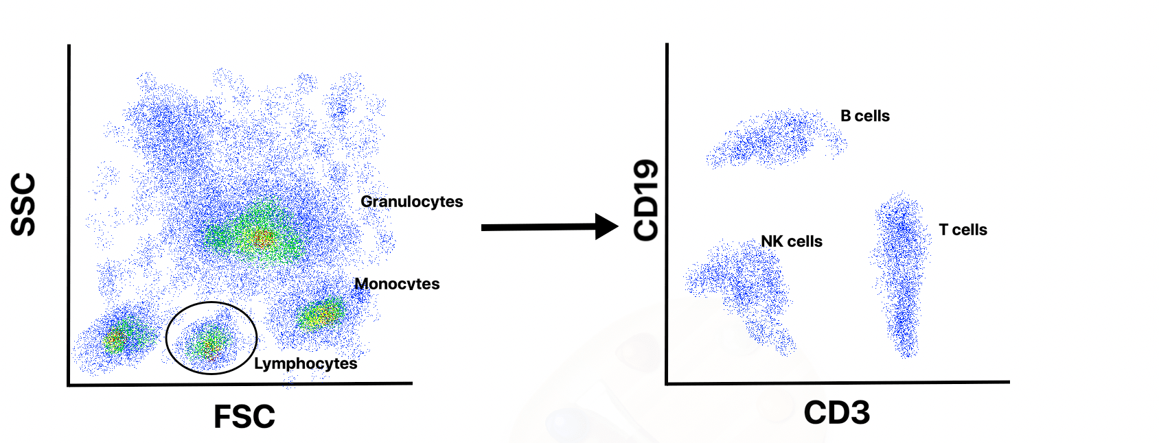 Analyzing Single Cells With Flow Cytometry